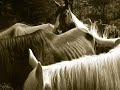 United States Equine Rescue League, Inc.