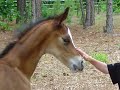 United States Equine Rescue League, Inc.