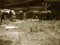 United States Equine Rescue League, Inc.