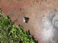 videos de Impressive 100 gram KNO3 + Sugar smoke bomb