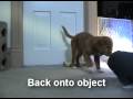Vito the toller tricks at 13wks