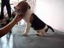 my beagle my beagle