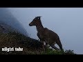 Nilgiri Tahr endangered species Varayadu fauna  Eravikulam National Park Munnar Idukki