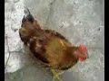 pollos de caserio 1 pollos de caserio 1
