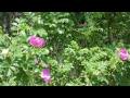 ハマナスの花(天橋立に咲いている)
