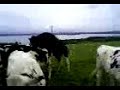 cow humping cow humping