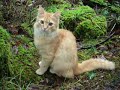 Leo the kitten up a Tree