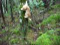 videos de Leo the kitten up a Tree