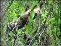 macaco � pego por uma sucuri e vira refei��o desta, esse macaco se fudeu