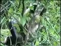 macaco � pego por uma sucuri e vira refei��o desta, esse macaco se fudeu