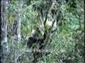 sucuri vs macaco --- anaconda vs monkey (pantanal - Brazil)
