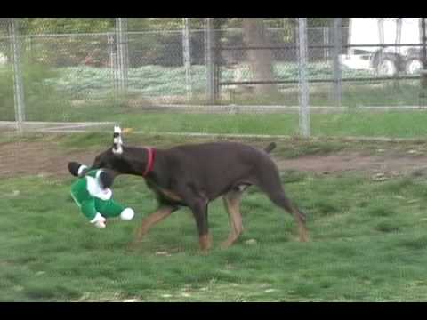 Doberman Pinser