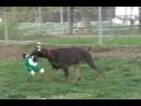 Red and Rust Male doberman pinscher puppy playing, Champ lines, born 04/23/08