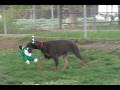 videos de Red and Rust Male doberman pinscher puppy playing, Champ lines, born 04/23/08