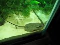 Reticulated stingrays Reticulated stingrays