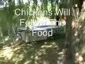 Moving The Chickens