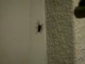 Spider-vs-Softair