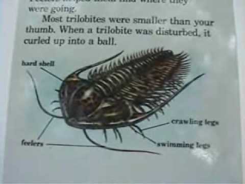 Introduction to Trilobites pt .1