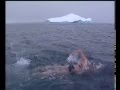 Lewis Pugh - Ice Bear