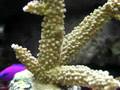 Acropora