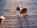 Pothole Sheltie vacation