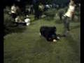 Jackass - Trianon