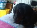 It's a Doxie Day!