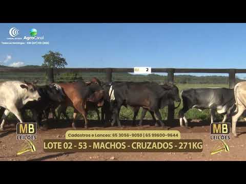 552� LEIL�O VIRTUAL MB LEIL�ES