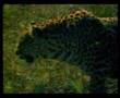 leopard vs wild pig