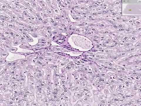 Lenght Pelo Medio Estilos on Histopatologia Length 6 48 Tags