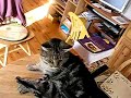 Modern Flea Removal