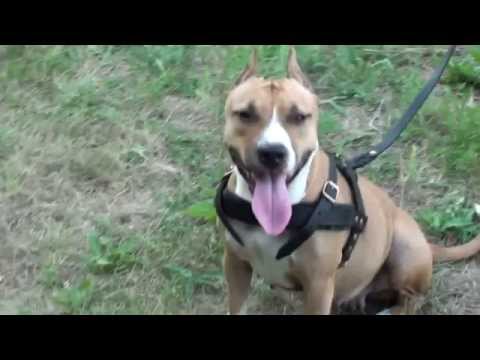 how to fasten a dog harness