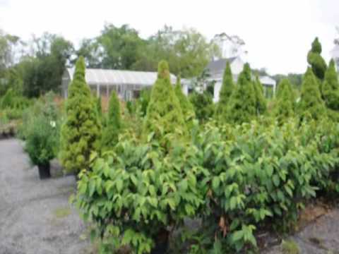 how to fertilize red tip photinia