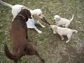 Mommy Puppy Tug-a-war.