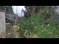 arbre qui pette arbre qui pette