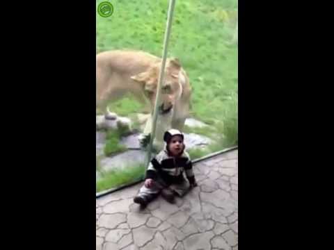 tiger lions
