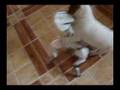 ROBOQOAD-vs-PUPPY