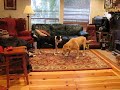 DogPlay