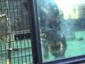 videos de チンパンジーの異常行動／動物園