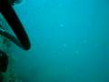 Giant Grouper At the bow of Southwreck