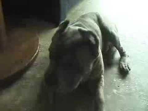 cane corso