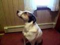 My Dog Speaking