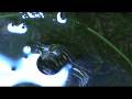 videos de 2008 Western Hatchlings