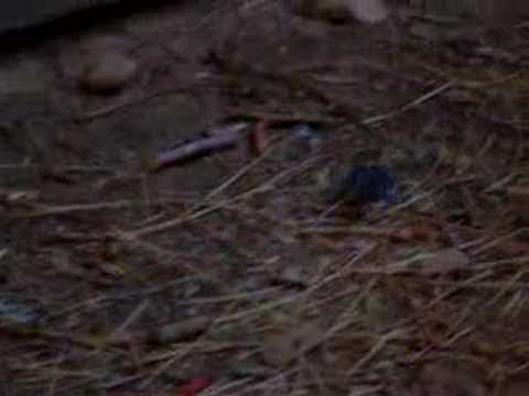 kangaroo rat