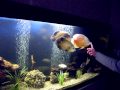SDC12122 astronotus occelatus  (oscar)