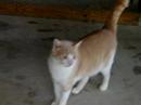 Chester red and white loveble cat at Spaymart Chester red and white loveble cat at Spaymart