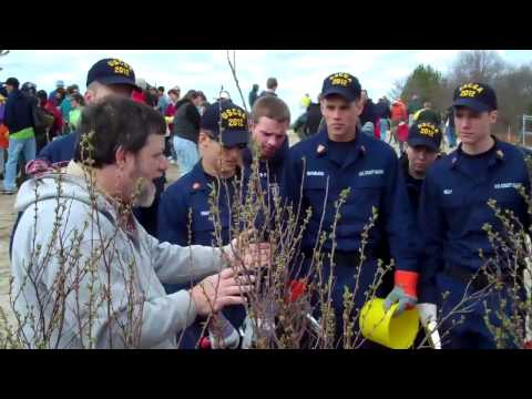 how to transplant dune grass