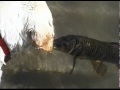 Video: Dog And Fish Swimming Together