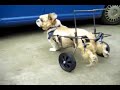 VOITURETTE POUR CHIEN HANDICAPE - WHEELCHAIR FOR DOG