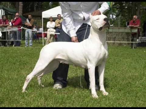 dogo argentino vs puma